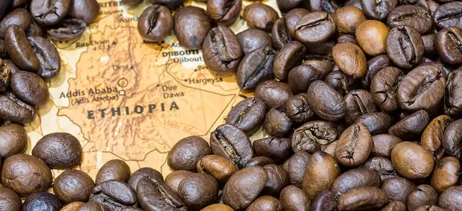 Coffee Culture of Ethiopia: Why Cafés in Addis Ababa? - Coffee Culture Of Ethiopia 3 83d57e55 0272 4a15 80bc Aad118e62ffd