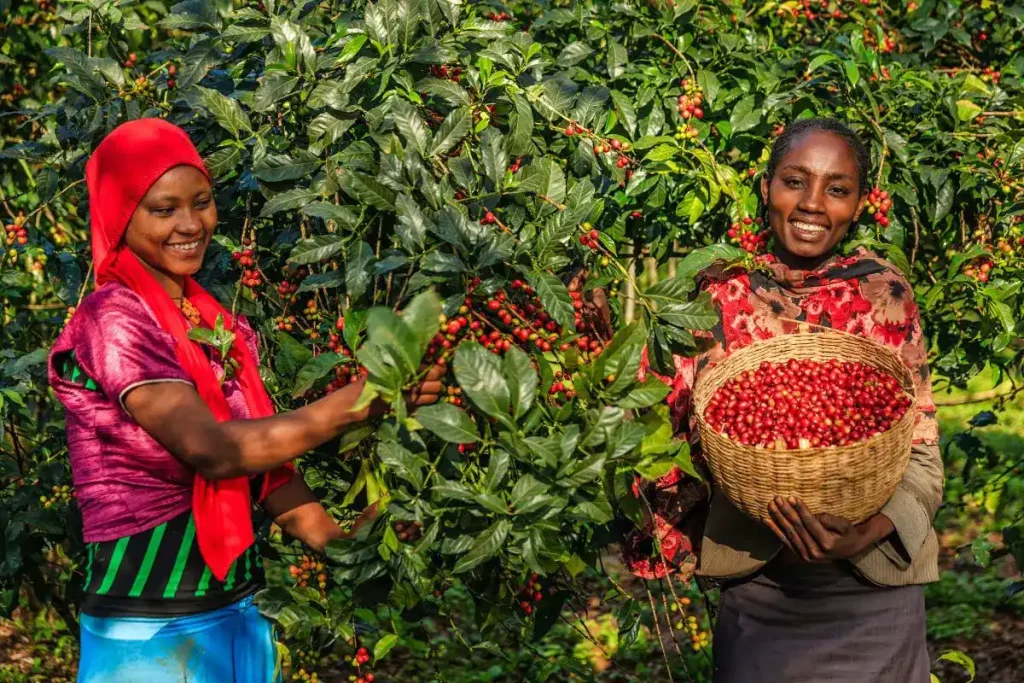 Coffee Culture of Ethiopia: Why Cafés in Addis Ababa? - Coffee Culture Of Ethiopia 4 4679d692 8b3a 4929 925b 33a97c7c9a0a