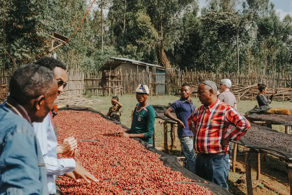 Coffee Culture of Ethiopia: Why Cafés in Addis Ababa? - Coffee Culture Of Ethiopia 5 E0436dee A41c 45fd 9888 2a270dcba980