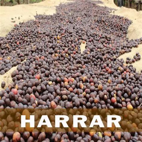 Coffee Port - Harrar Coffee