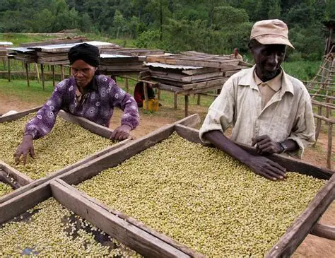 Coffee Port - Sidama