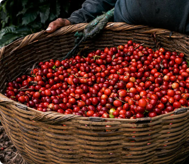 Coffee Port - Sidamo