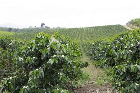 Coffee Port - Yirgacheffe 2